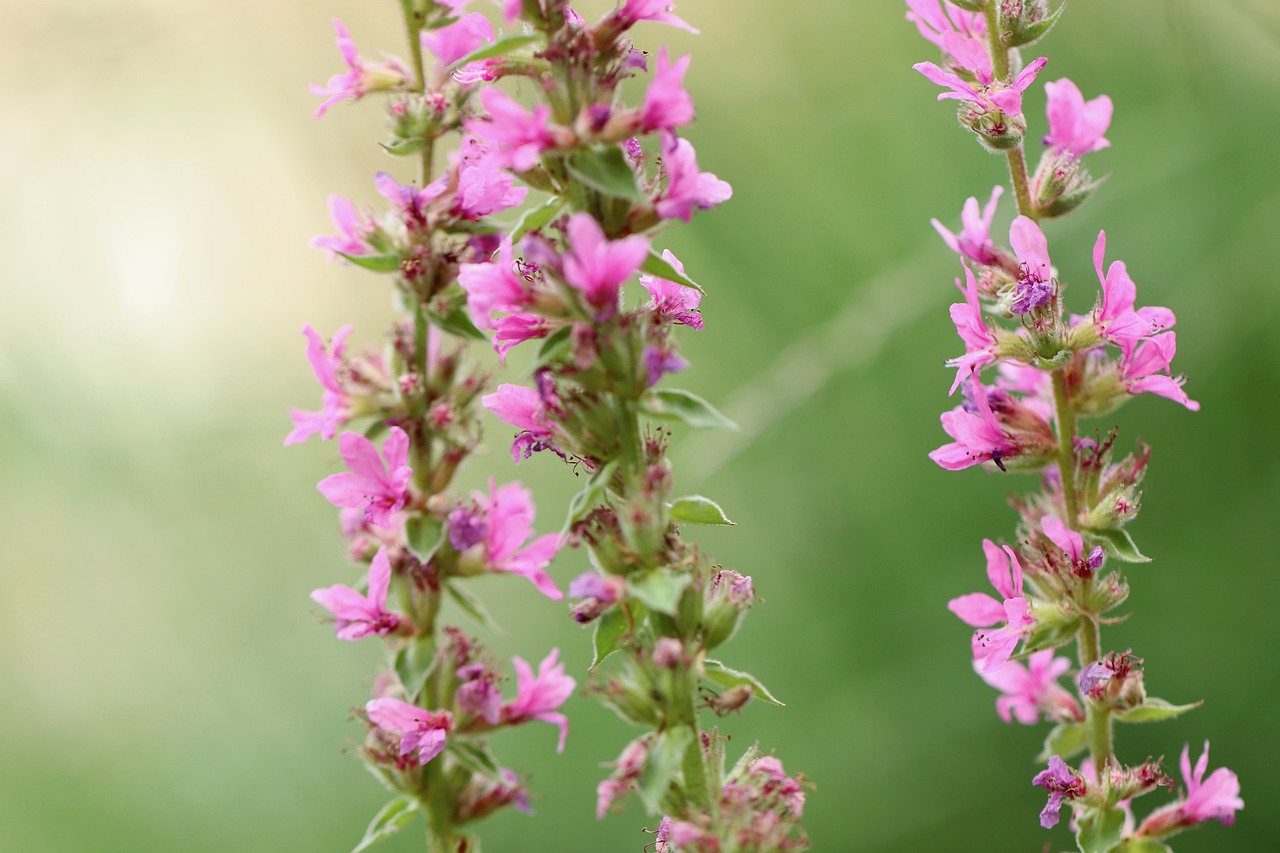 How to Create a Garden for All Five Senses